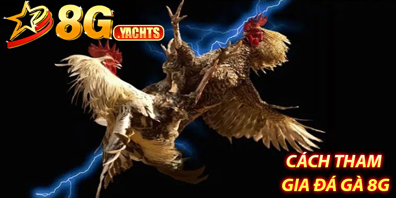 Cách tham gia đá gà 8G