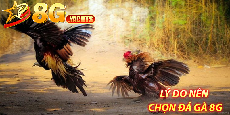 Lý do nên chọn đá gà 8G