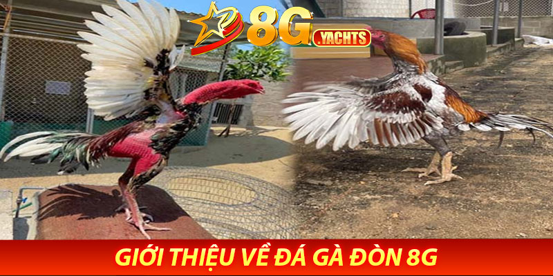 Giới thiệu về đá gà đòn 8g