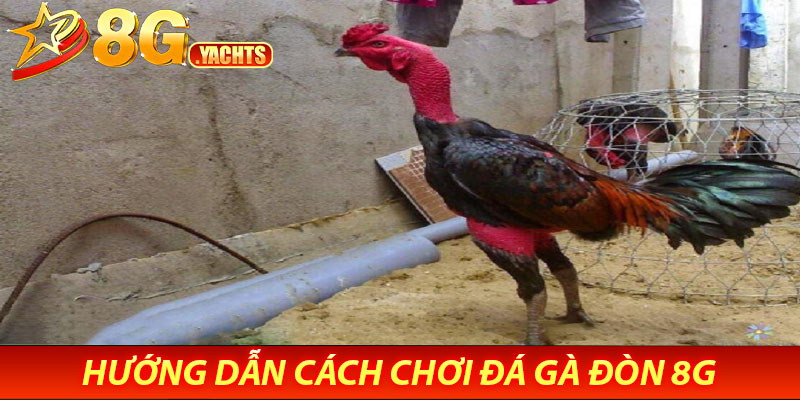 Đá Gà Đòn 8G – Truyền Thống Kết Hợp Hiện Đại 7 Hướng dẫn cách chơi đá gà đòn 8G