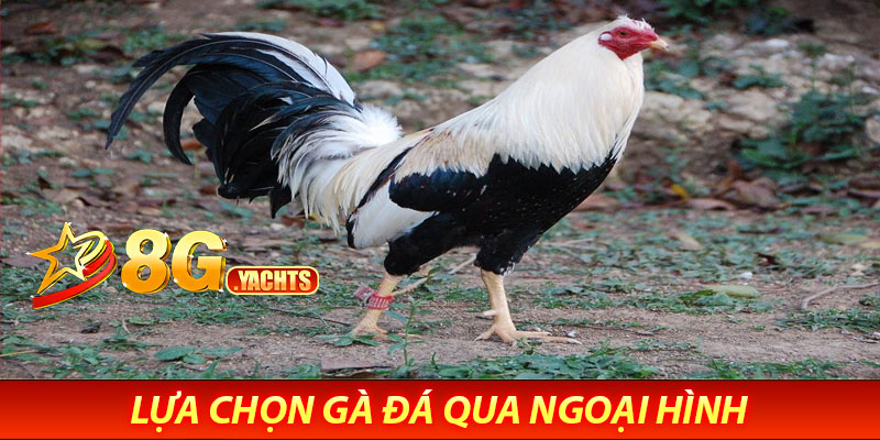 Lựa Chọn Gà Đá Qua Ngoại Hình