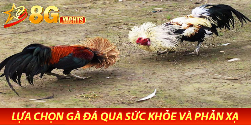 Lựa chọn gà đá thông minh tại 8G - Tăng tỉ lệ chiến thắng 6 Lựa Chọn Gà Đá Qua Sức Khỏe và Phản Xạ