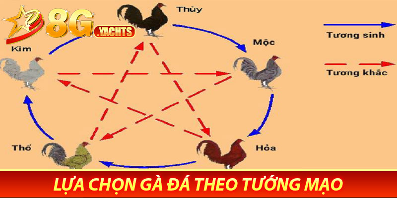 Lựa chọn gà đá thông minh tại 8G - Tăng tỉ lệ chiến thắng 7 Lựa Chọn Gà Đá Theo Tướng Mạo