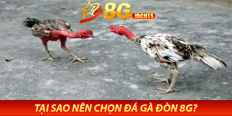 Đá Gà Đòn 8G – Truyền Thống Kết Hợp Hiện Đại 6 Tại sao nên chọn đá gà đòn 8G?